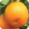 スイートオレンジ
